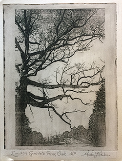 London Grove Penn Oak print